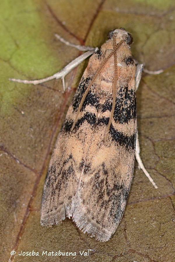 Euzophera pinguis - Pyralidae